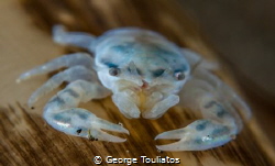 Porcelain Crab!!! by George Touliatos 